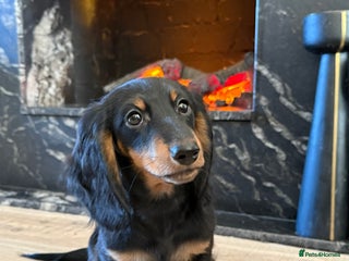 Miniature Dachshund dogs KC registered miniature dachshund long haired - Advert 1
