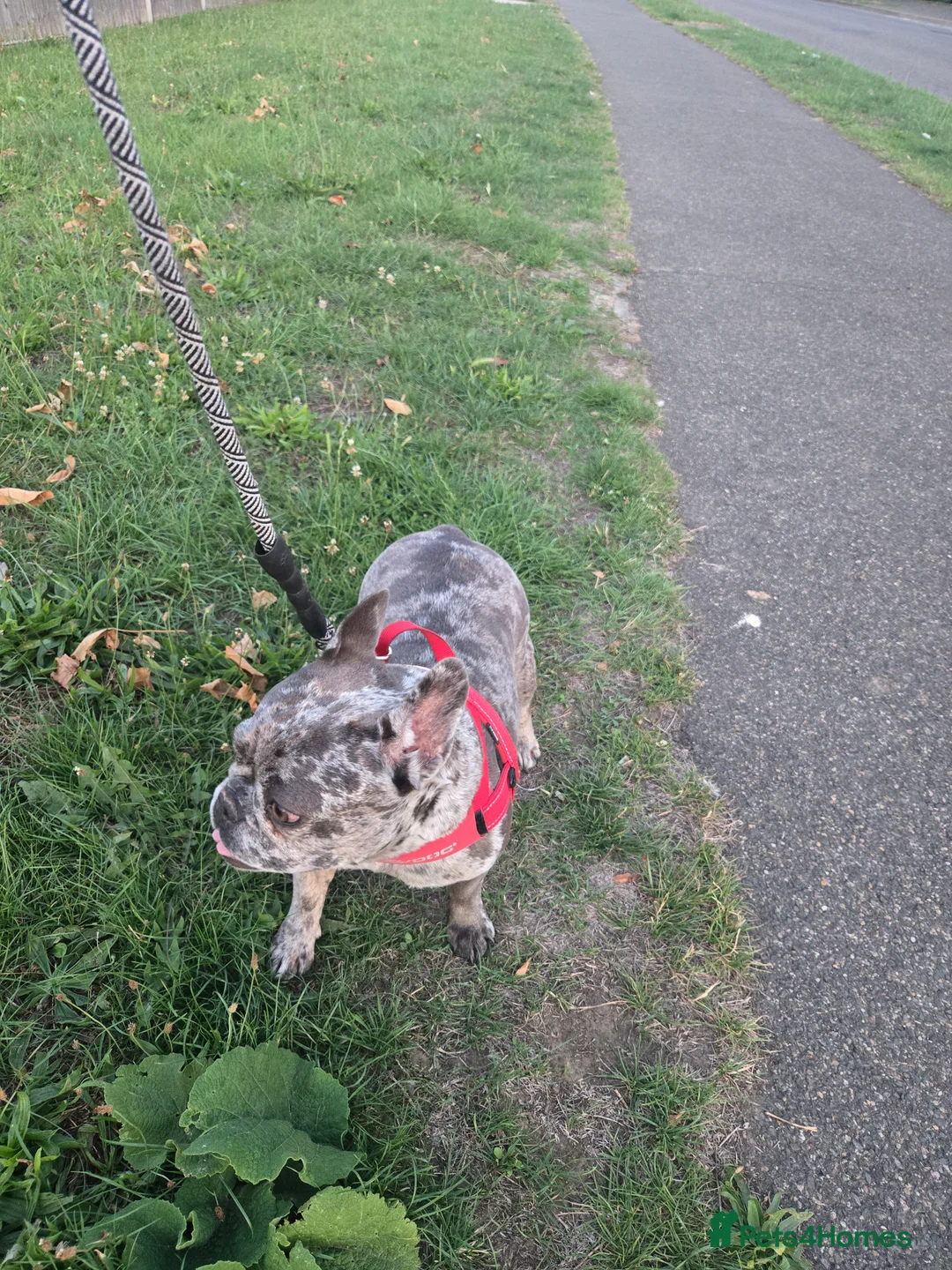 French Bulldog dogs for sale: 5 year old french bulldog  - Advert 3