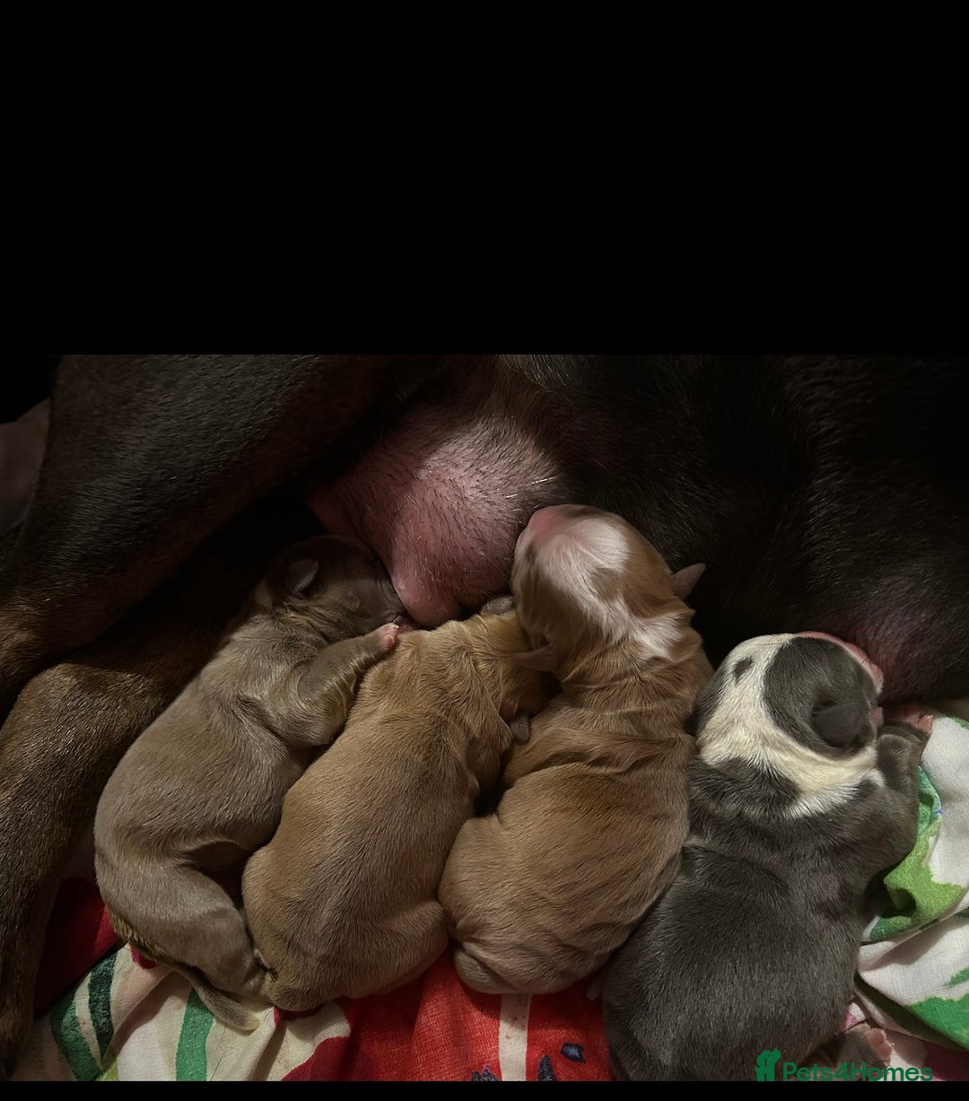 Olde English Bulldogge dogs for sale: Olde English bulldog pups - Advert 13