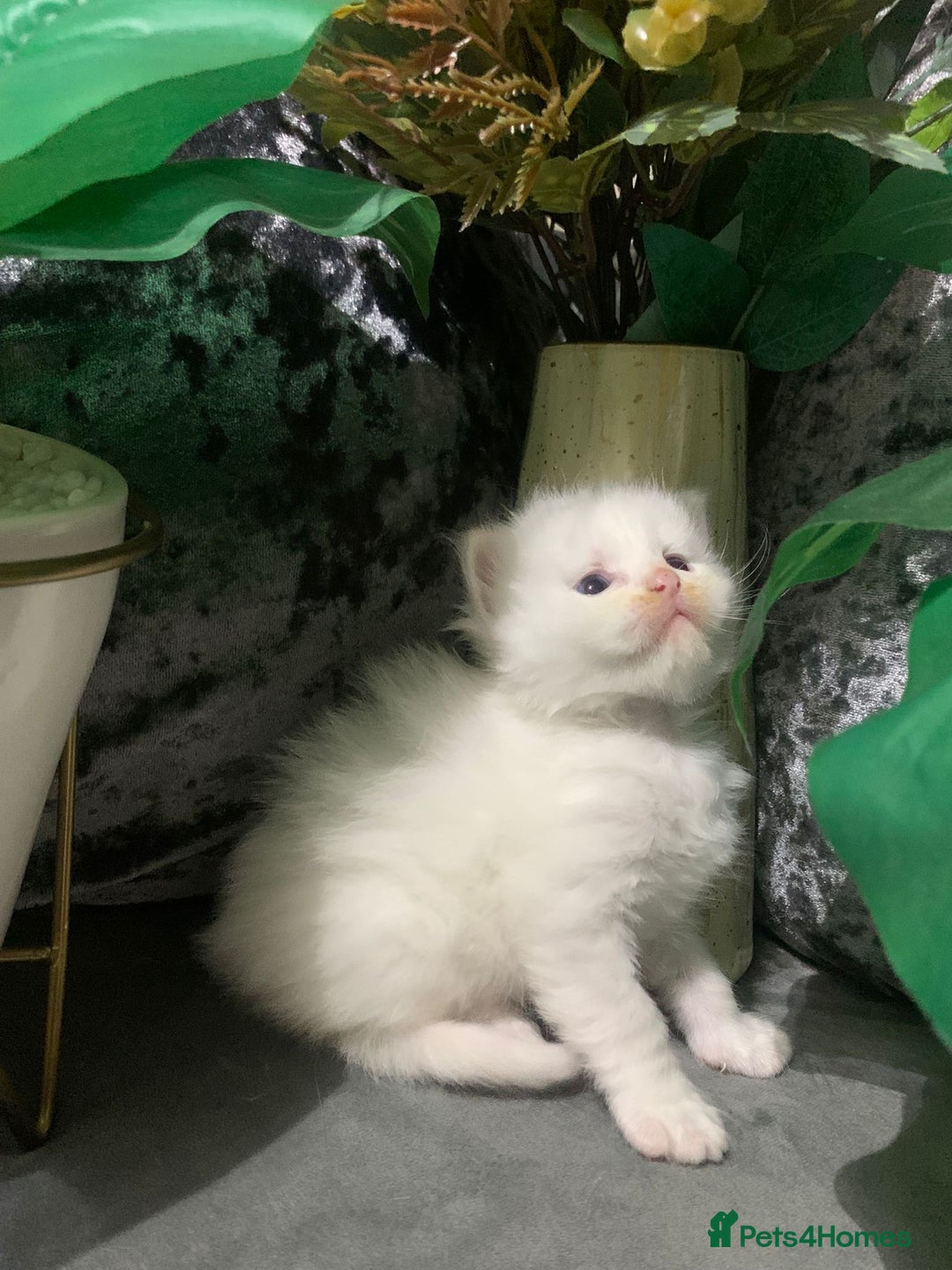 Ragdoll cats for sale: Ragdoll/Persian kittens - Advert 3