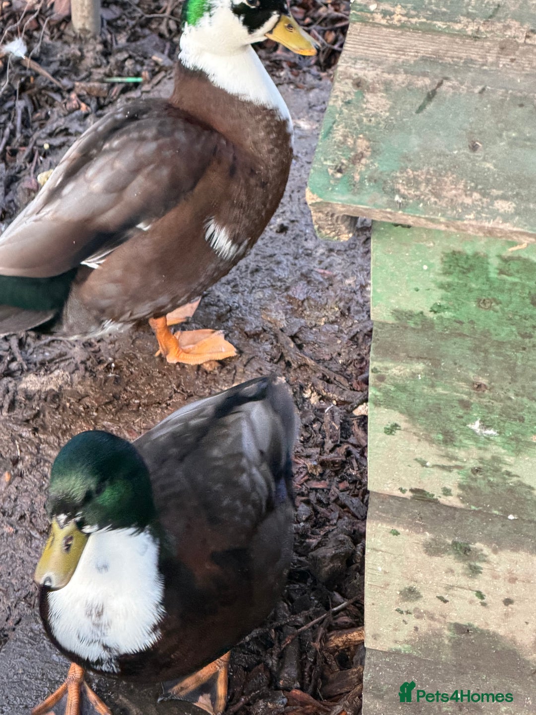 Ducks poultry for sale: Make grey call Duck - Advert 2