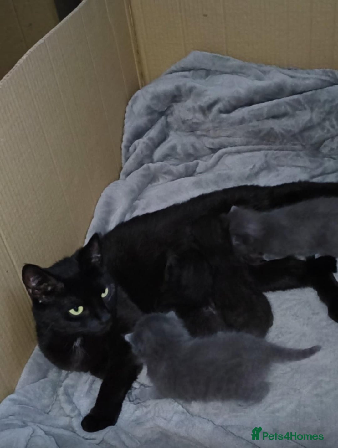 Domestic Shorthair cats for sale: 4 beautiful kittens for sale  - Advert 3