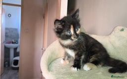 Mixed Breed cats for sale: 4 beautiful kittens - Image 7