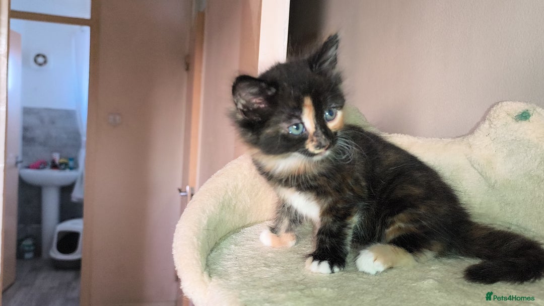 Mixed Breed cats for sale: 4 beautiful kittens - Image 7