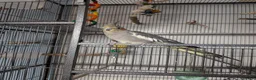 Cockatiels birds for sale: Terry in Bonnybridge - Advert 3