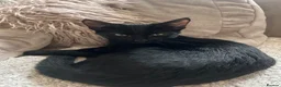 Domestic Shorthair cats for sale: Two beautiful black boys - Advert 6