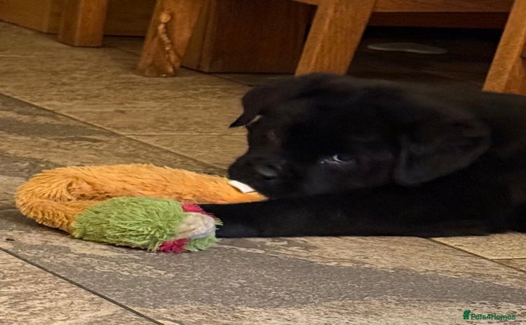 Mixed Breed dogs 💚 STUNNING NEWFOUNDLAND X READY NOW  - Advert 1