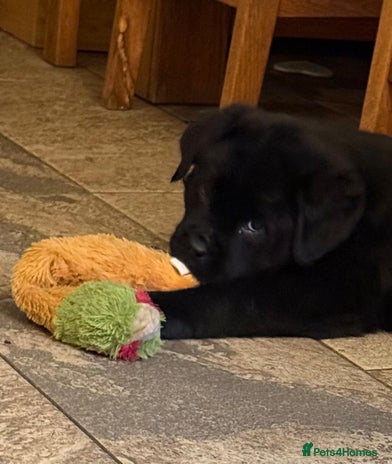 Mixed Breed dogs 💚 STUNNING NEWFOUNDLAND X READY NOW - Advert 4