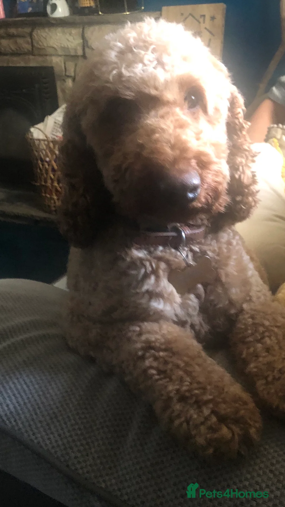 Cockapoo dogs for stud: cockapoo stud  in Aberlour - Advert 6