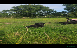 Labrador Retriever dogs for sale: Labrador puppies- ready for a new home  in Preston - Image 10