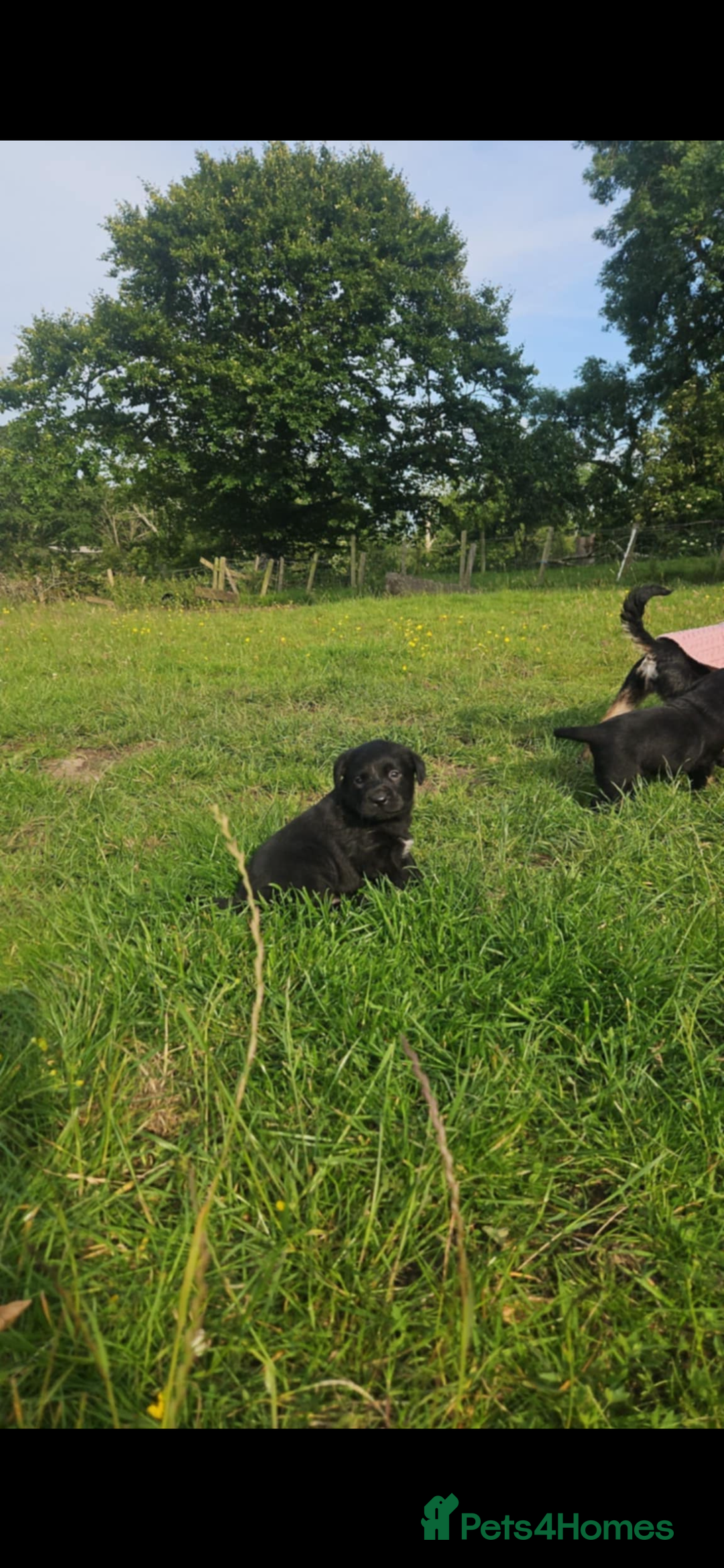 Labrador Retriever dogs for sale: Labrador puppies- ready for a new home  in Preston - Image 10