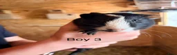 Guinea Pig rodents for sale: 10 week old baby Guinea pigs boys and girls  - Advert 16