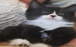 Mixed Breed cats for sale: Fluffy longhaired Kitten with Love Heart Nose  - Image 1