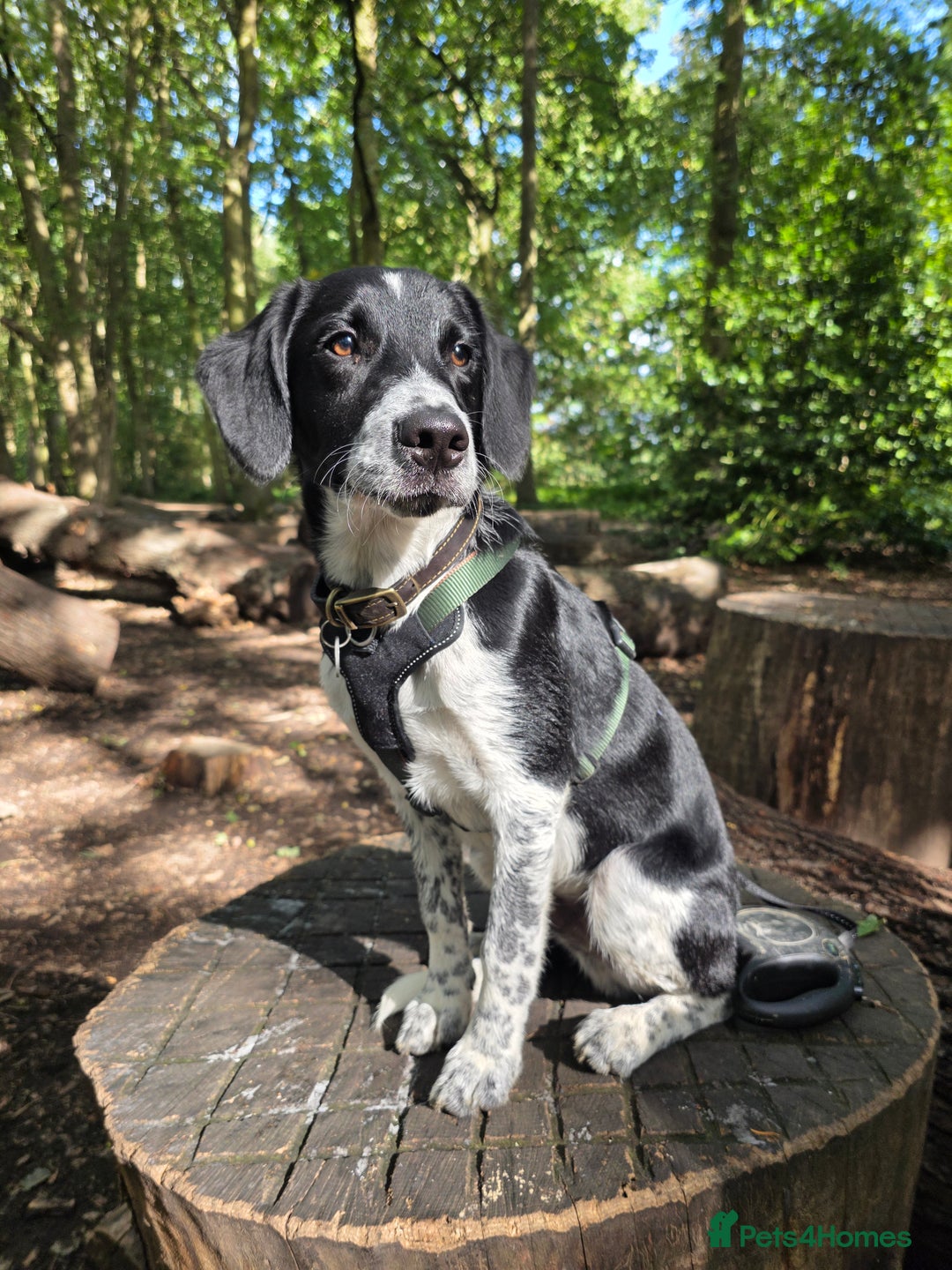 Borador dogs for sale: 6 Month Old Borador - Sad Sale - Image 1