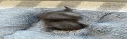 Mixed Breed cats for sale: Beautiful tabby kittens - Advert 11