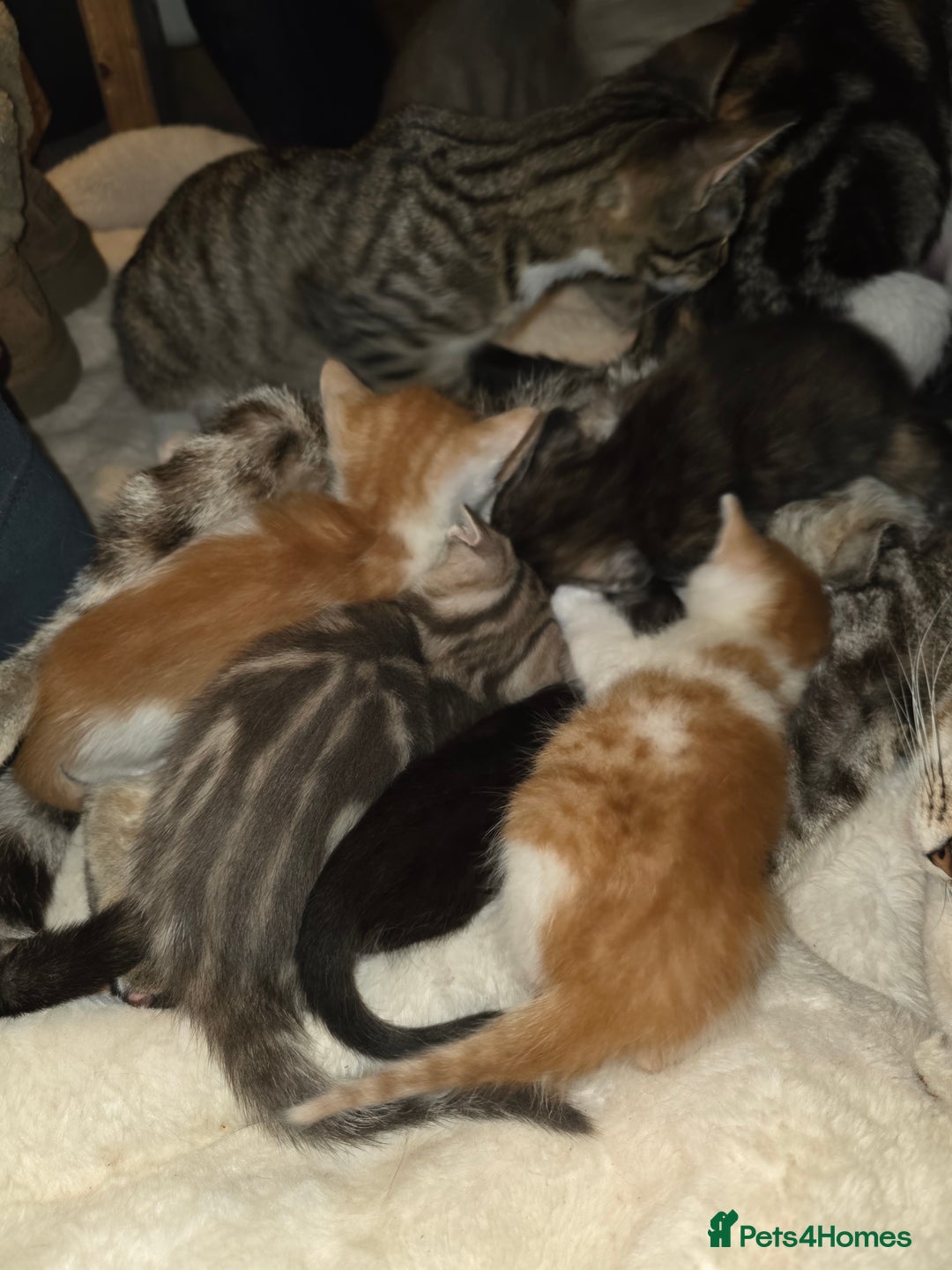 Mixed Breed cats for sale: Beautiful kittens - Advert 1