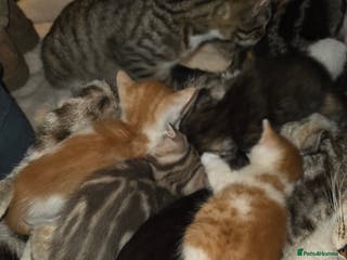 Mixed Breed cats Beautiful kittens - Advert 5