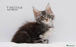 Maine Coon cats for sale: Stunning Mainecoon Kittens  - Image 1