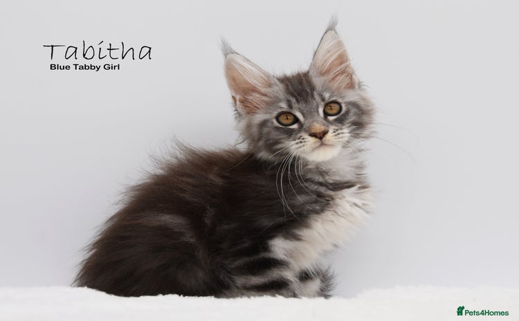 Maine Coon cats - Advert 8
