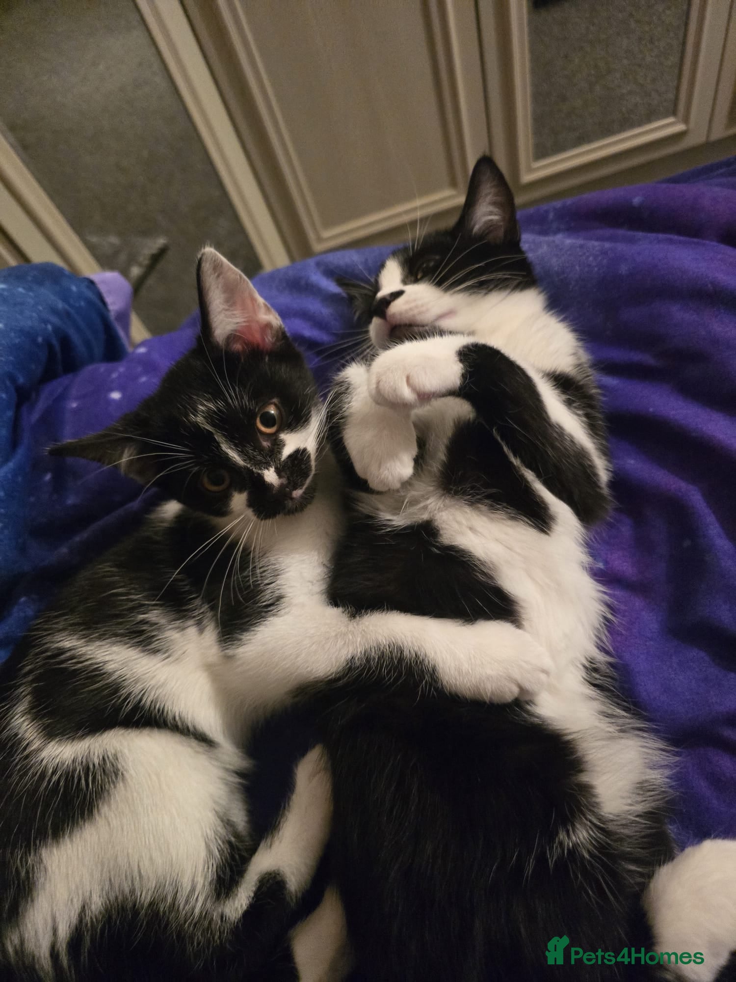 Mixed Breed cats Two male kittens - Advert 13