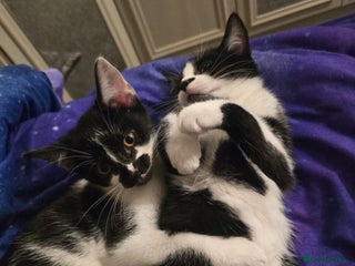 Mixed Breed cats Two male kittens - Advert 1