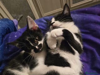 Mixed Breed cats Two male kittens - Advert 12