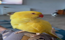 Parakeets birds for sale: Indian Ringnecks for sale in Southend-on-Sea - Image 4