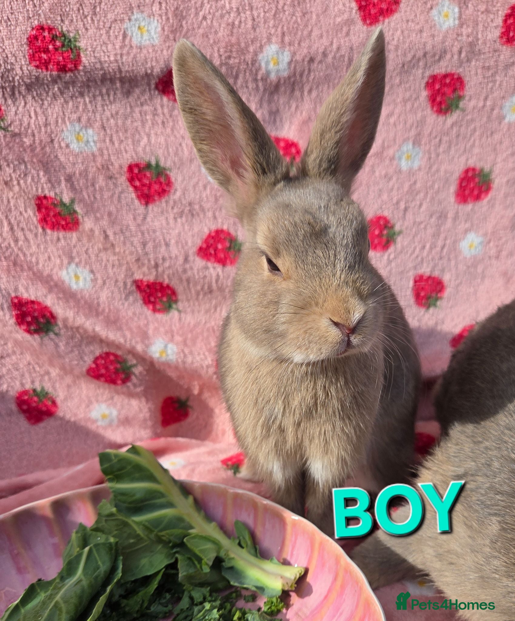 Mixed Breed reptiles very tame Blue fawn plush mini lop bunnies 4 left - Advert 2