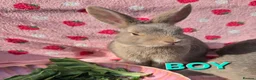 Mixed Breed reptiles for sale: very tame Blue fawn plush mini lop bunnies 4 left - Advert 2