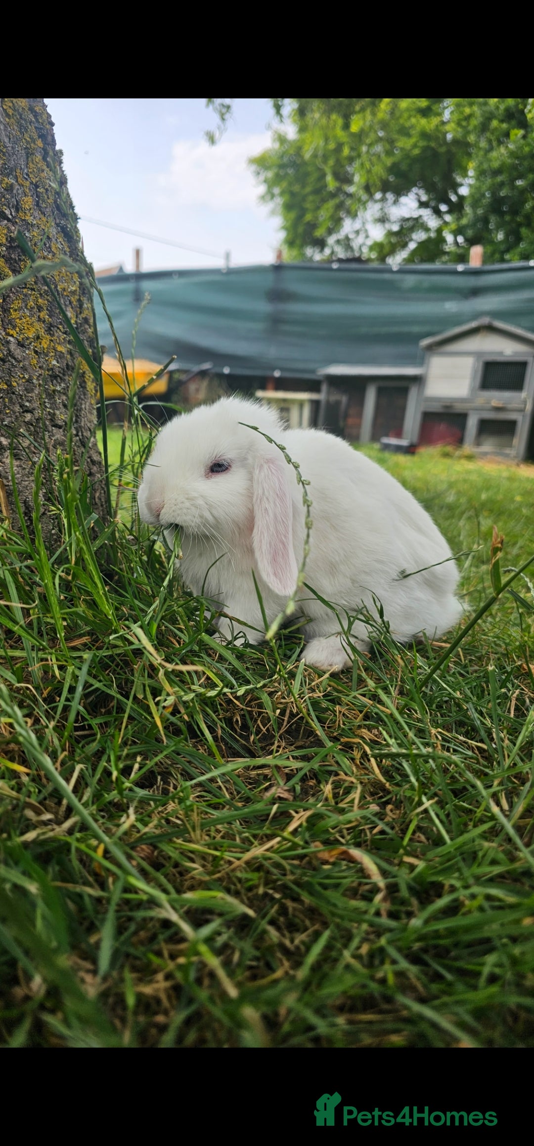 Holland Lop Rabbits To Rehome Near Me Holland Lop Rabbit Rescue