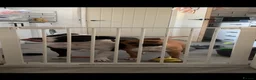 Staffordshire Bull Terrier dogs for sale: Beautiful Female Red Staffy Puppy – KC Registered - Advert 2