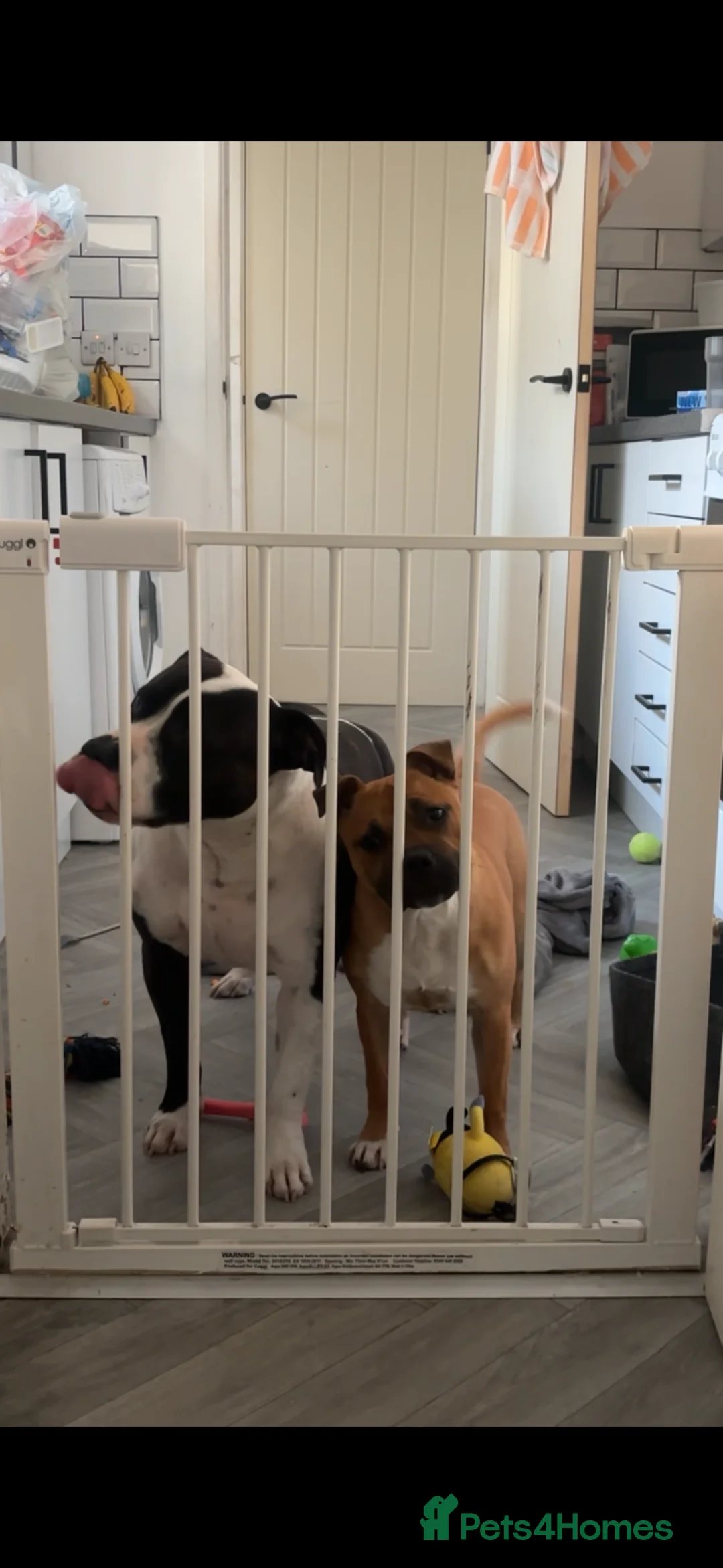 Staffordshire Bull Terrier dogs for sale: Beautiful Female Red Staffy Puppy – KC Registered - Advert 2