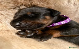 Dobermann dogs for sale: KC REGISTERED HEALTH TESTED DOBERMAN PUPS - Image 18