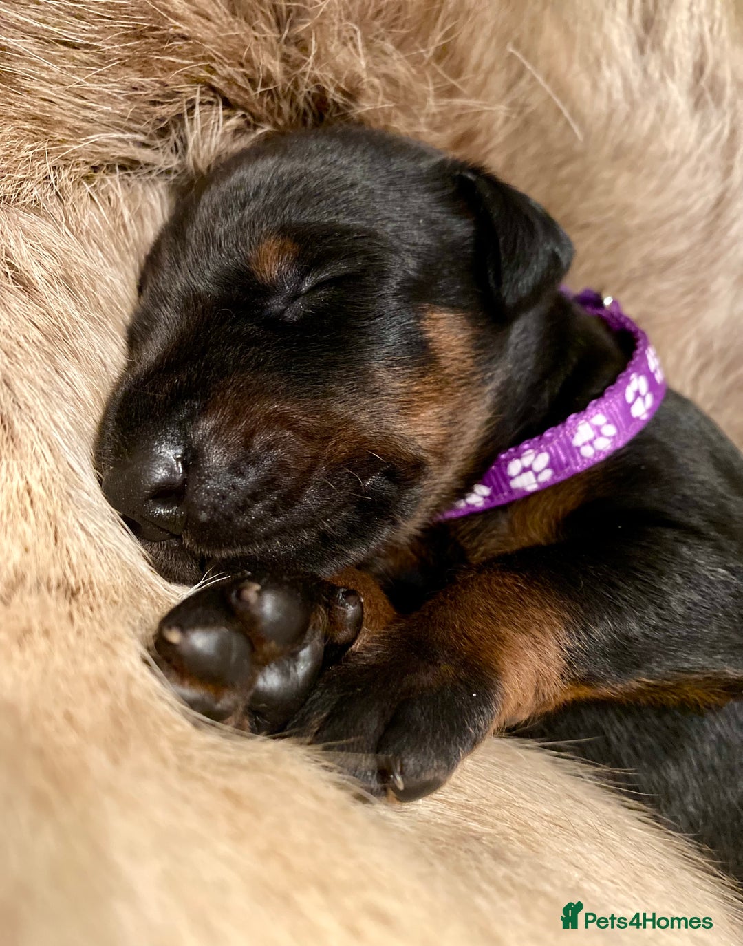 Dobermann dogs for sale: KC REGISTERED HEALTH TESTED DOBERMAN PUPS - Image 18