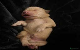 Labrador Retriever dogs for sale: Fox red labradors available now  - Advert 13