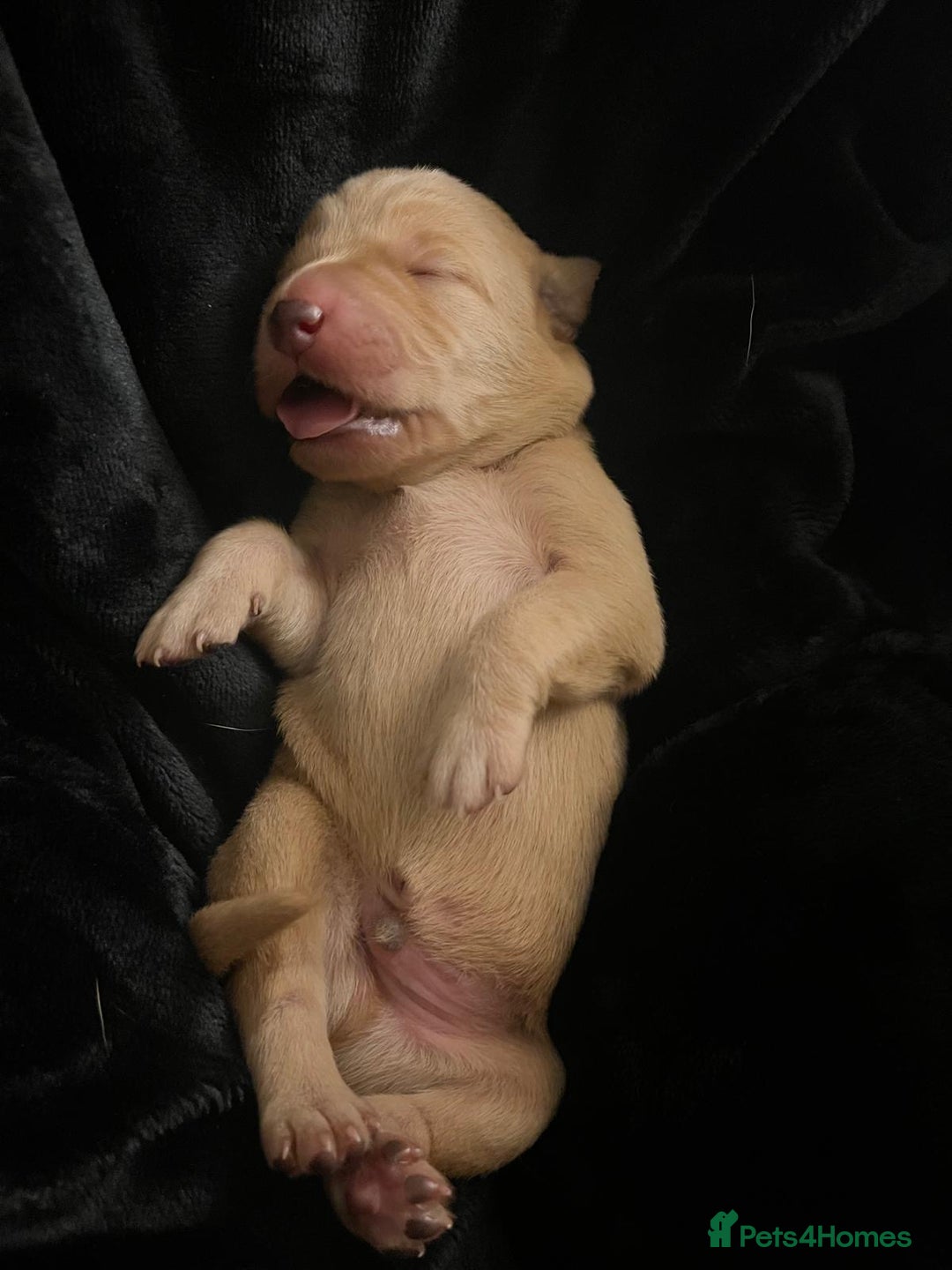 Labrador Retriever dogs for sale: Fox red labradors available now  - Advert 13