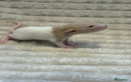 Rat rodents for sale: Baby rats (males and females) - Image 11