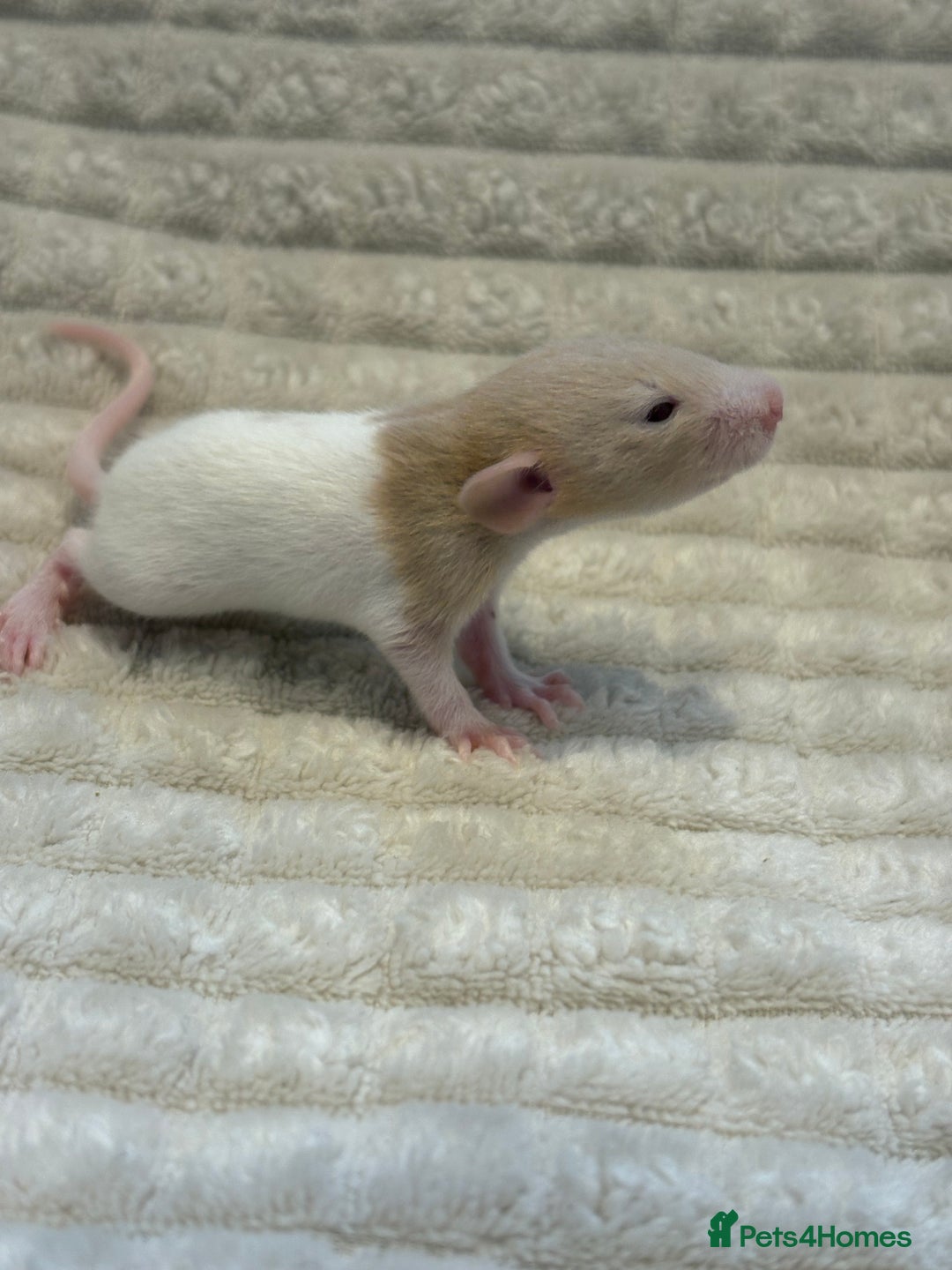 Rat rodents for sale: Baby rats (males and females) - Image 11