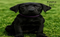 Labrador Retriever dogs for sale: Kc Registered Labradors ready to leave now - Image 15