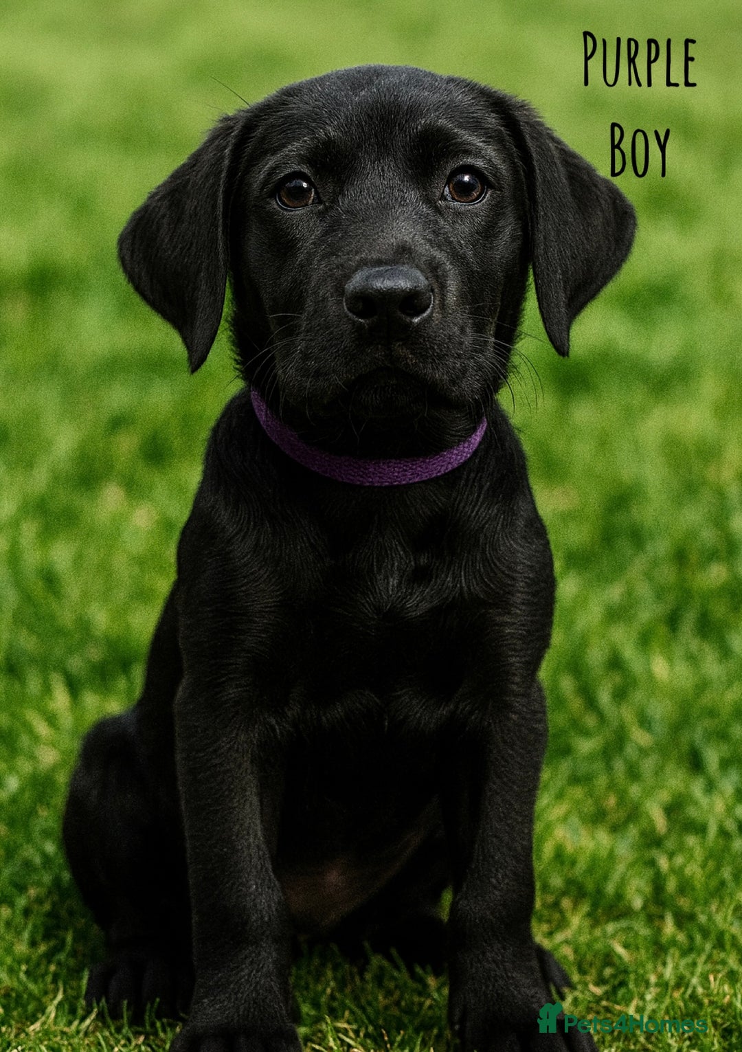 Labrador Retriever dogs for sale: Kc Registered Labradors ready to leave now - Image 15