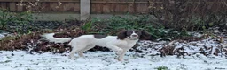 English Springer Spaniel dogs for stud: Stunning ESS for stud  in Tamworth - Advert 6