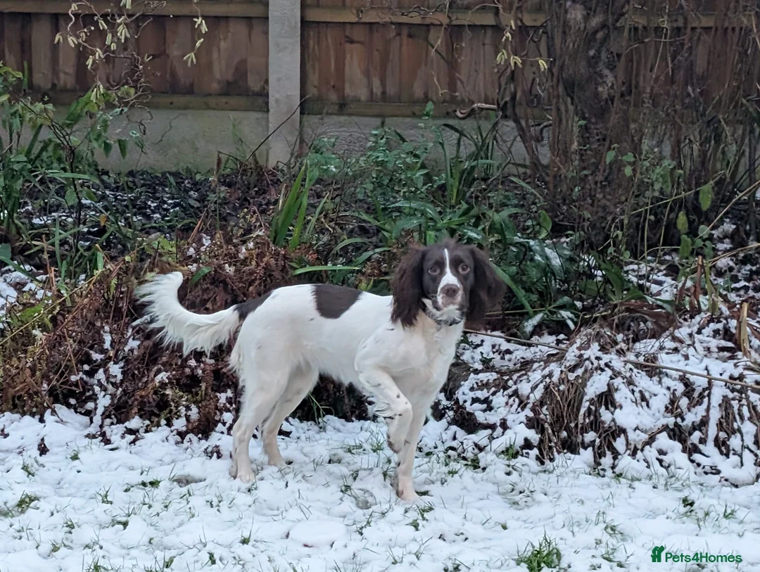 English Springer Spaniel dogs for stud: Stunning ESS for stud  in Tamworth - Advert 6