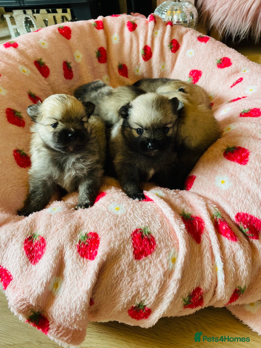 Pomeranian dogs for sale: KC Teddy Bear Pomeranians  - Image 3