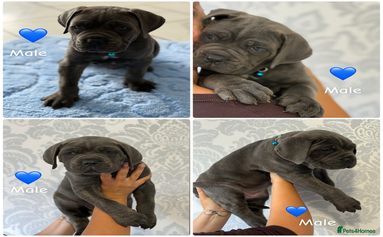 Cane Corso dogs - Advert 2
