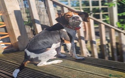 Mixed Breed dogs for adoption: Little Nancy is ready for her forever family! - Image 3
