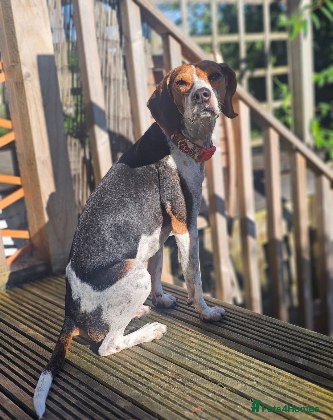 Mixed Breed dogs for adoption: Little Nancy is ready for her forever family! - Image 3