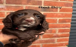Cocker Spaniel dogs for sale: KC Reg Cocker Spaniel Puppies - Image 11