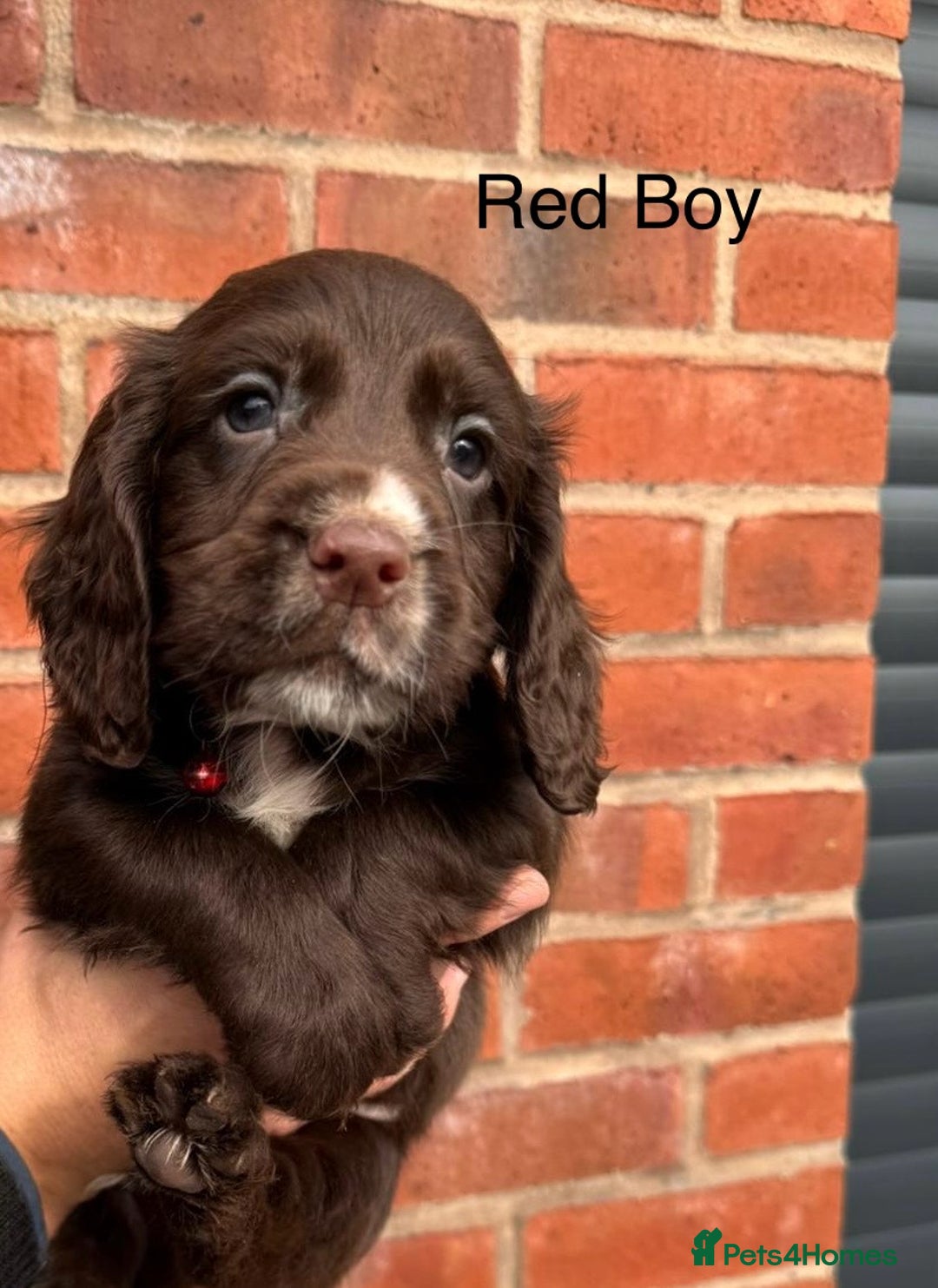 Cocker Spaniel dogs for sale: KC Reg Cocker Spaniel Puppies - Image 11