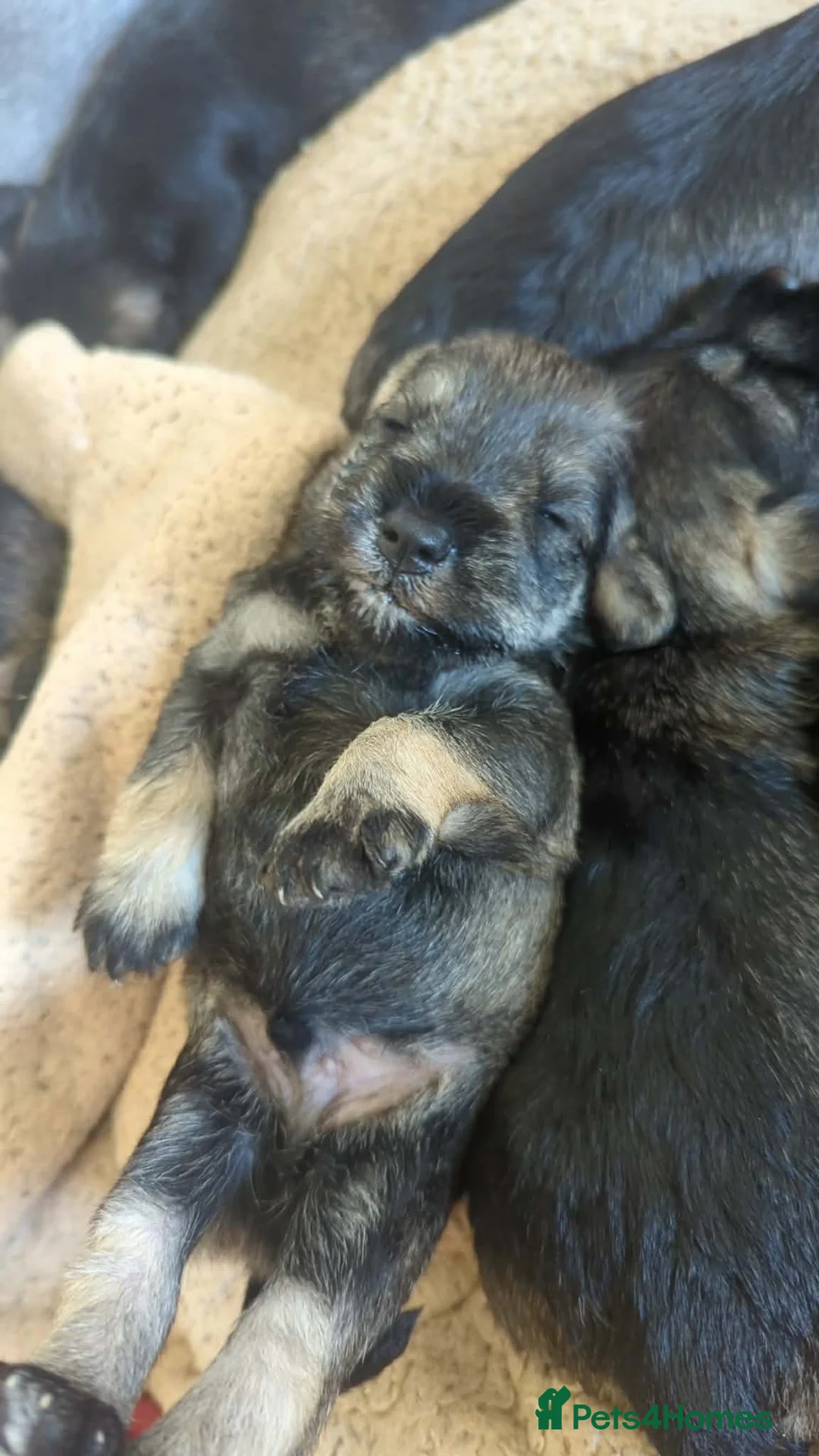 Miniature Schnauzer dogs for sale: Adorable Mini Schnauzer boys available in Bridgwater - Advert 2
