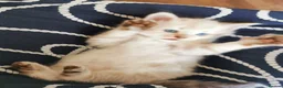 Ragdoll cats for sale: 6 beautiful floofballs 1 flame 5 bluepoint   - Advert 9